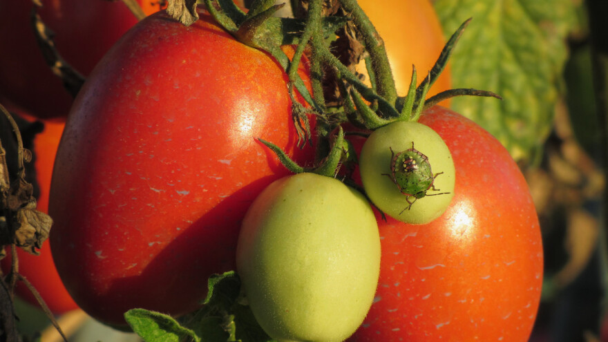 Kako se riješiti smrdljivih martina?