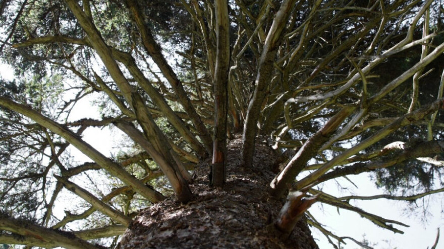 Potkornjak oštetio šume za narednih 30 godina