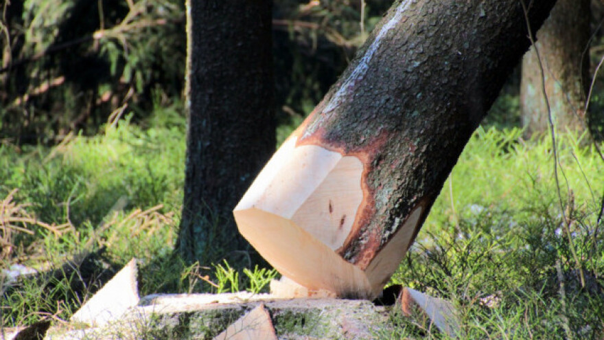 Posječeno i odvezeno 13 stabala smrekove šume