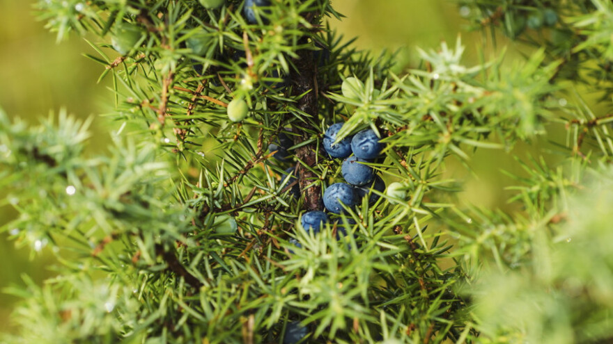 Smrikva je nekoć simbolizirala Božić u Istri