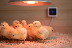 Smrtnost pilića smanjena pomoću aplikacije