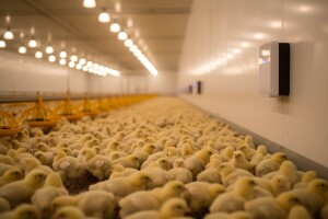 Smrtnost pilića smanjena pomoću aplikacije