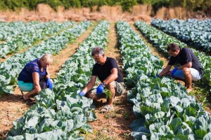Zabrinuti za radnu snagu: Domaći ne žele raditi u poljoprivredi?