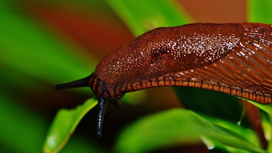 Puževi golaći u vrtu - kako ih se riješiti na prirodan način?
