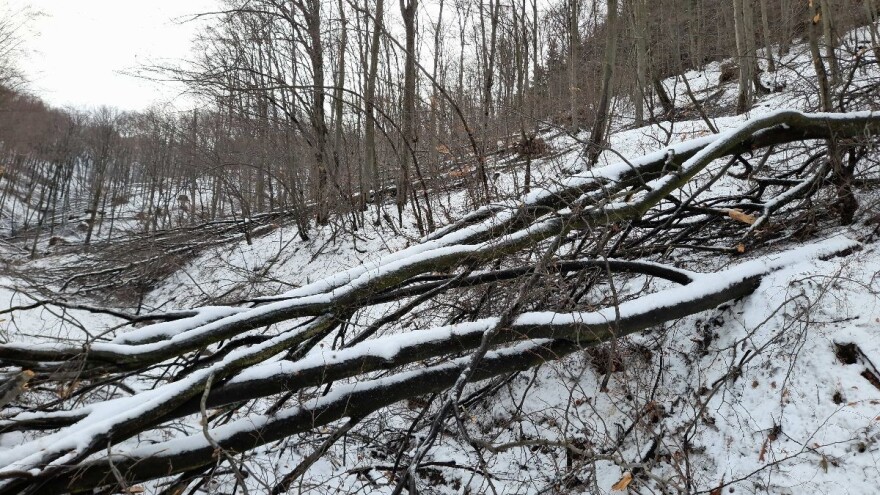 Sneg i led napravili pustoš u šumama Nišavskog okruga