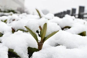 Štete li biljkama ovako niske temperature?