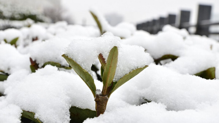 Štete li biljkama ovako niske temperature?