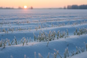 Snijeg će sačuvati slavonsku pšenicu na -15