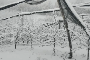 Da li temperature u minusu mogu da oštete voćke?