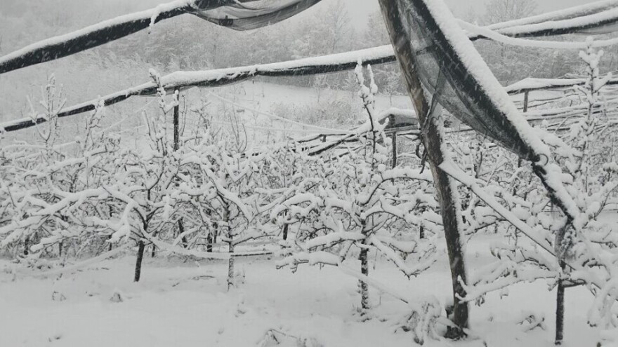 Da li temperature u minusu mogu da oštete voćke?