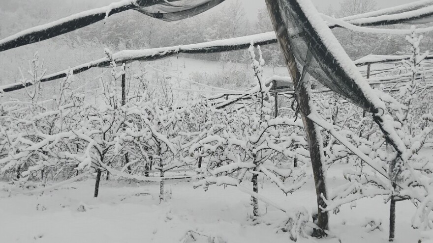 Hoće li najavljeni minusi štetiti voćkama?