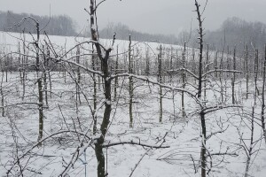 Što raditi s voćkama nakon otapanja snijega i mraznih dana?