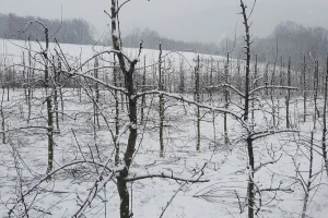 Šta raditi sa voćkama nakon otapanja snega i mraznih dana?