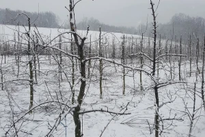 Šta raditi sa voćkama nakon otapanja snijega i mraznih dana?