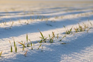 Snijeg štiti usjeve, no kolika je šteta od mraza?