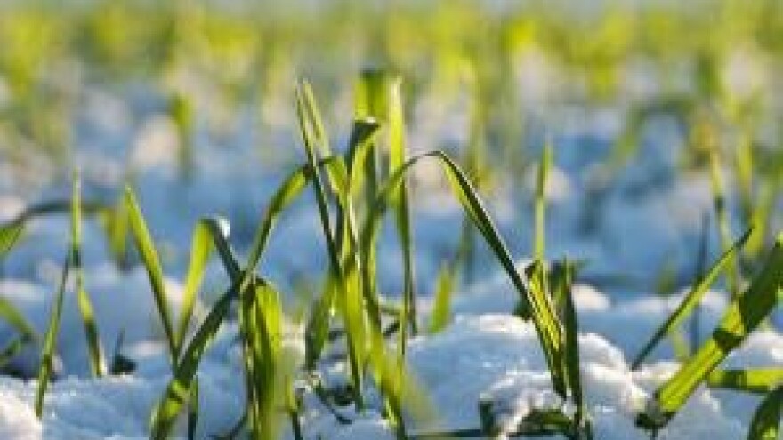 Snježni pokrivač - spas u zadnji čas!