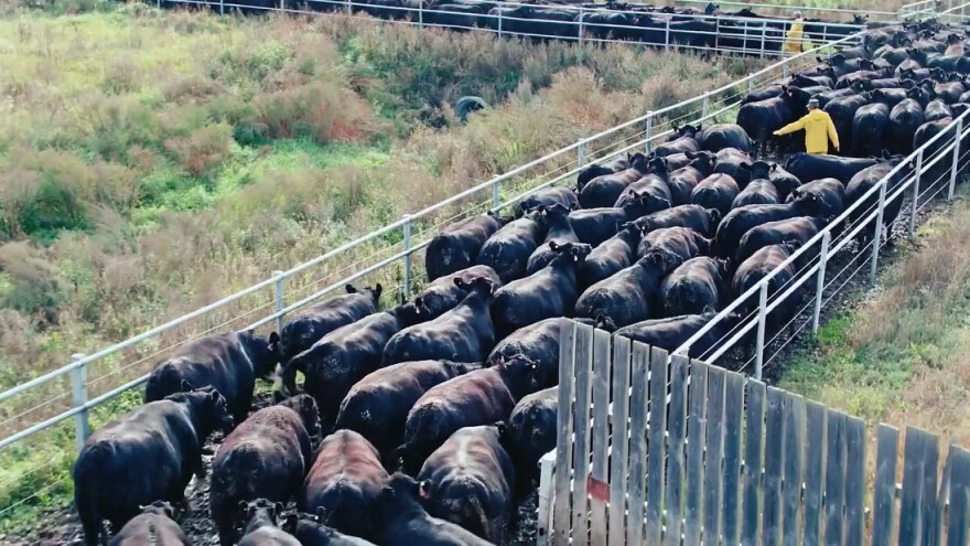 Potresno svjedočanstvo o otimanju zemlje i kontroli nad osnovnim resursima