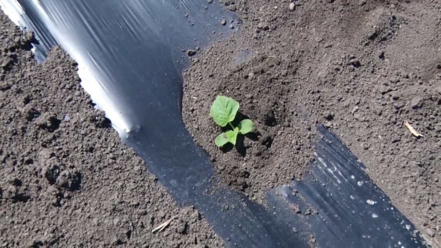 Bez čega ne može rana sadnja dinja?