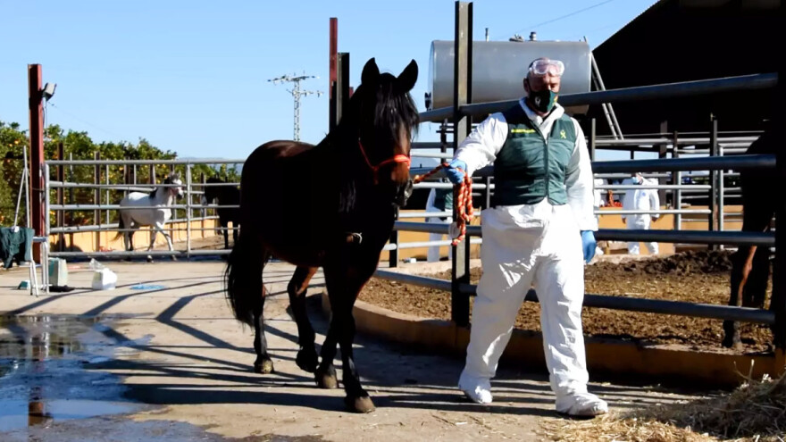 Zbog švercovanja konjskog mesa uhapšena 41 osoba