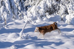 Stižu nove snježne padavine, decembar donosi stabilizaciju
