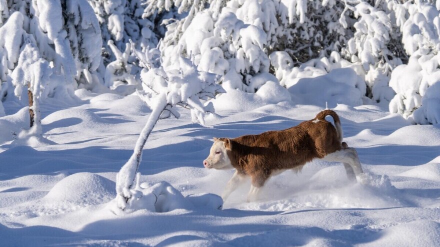 Stižu nove snježne padavine, decembar donosi stabilizaciju