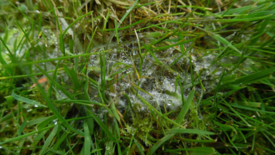 Snježna plijesan ugrožava žitarice