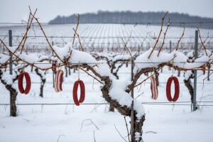 Snježna Vinceška na Banovom brdu