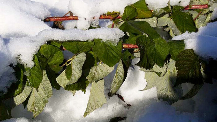 Aprilski sneg i mraz &quot;obrali&quot; voće!