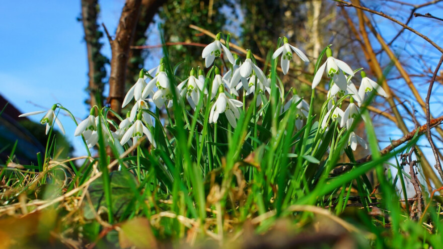 Visibaba - otrovna, ljekovita i medonosna biljka