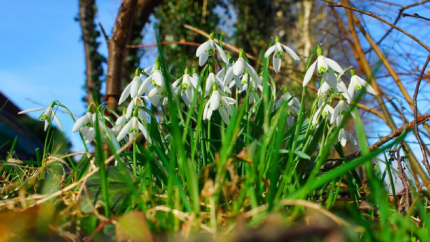 Visibaba - otrovna, ljekovita i medonosna biljka