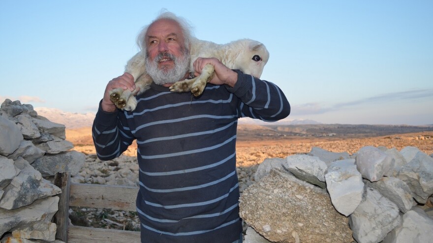 Alarmantno na Pagu: čagljevi u zadnja tri mjeseca poklali više janjaca nego u protekle tri godine