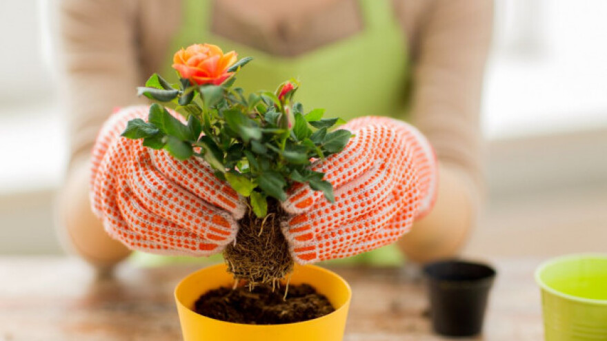 Njega sobnog bilja tokom zime