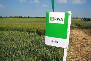 Vladarica hrvatskih polja ostvarila prinos od 10.690 kg/ha