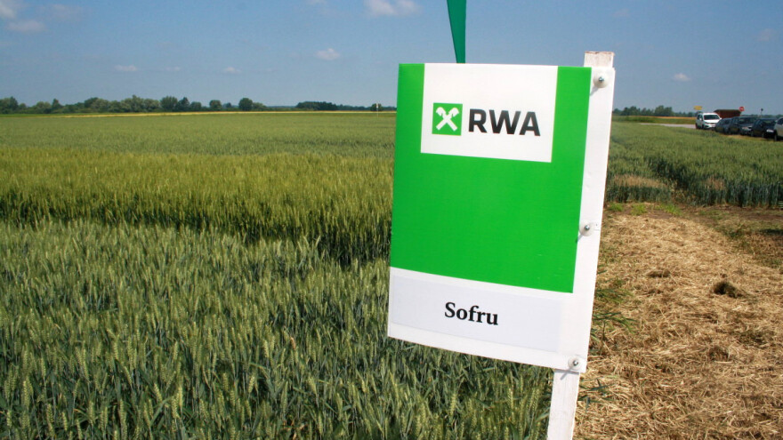 Vladarica hrvatskih polja ostvarila prinos od 10.690 kg/ha