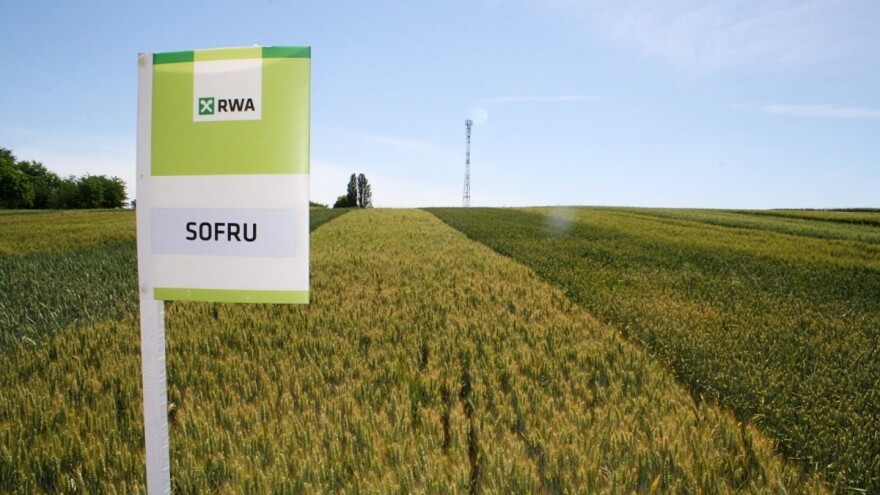 Nije skinuta s trona: RWA pšenica Sofru obranila titulu vladarice hrvatskih polja