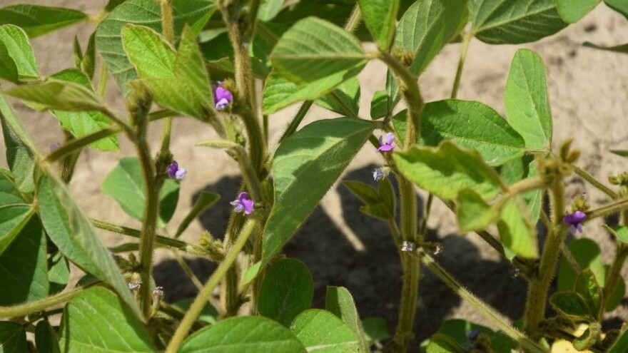 Na plavnim aluvijalnim zemljištima gajiti soju jer ostavlja dovoljno azota?