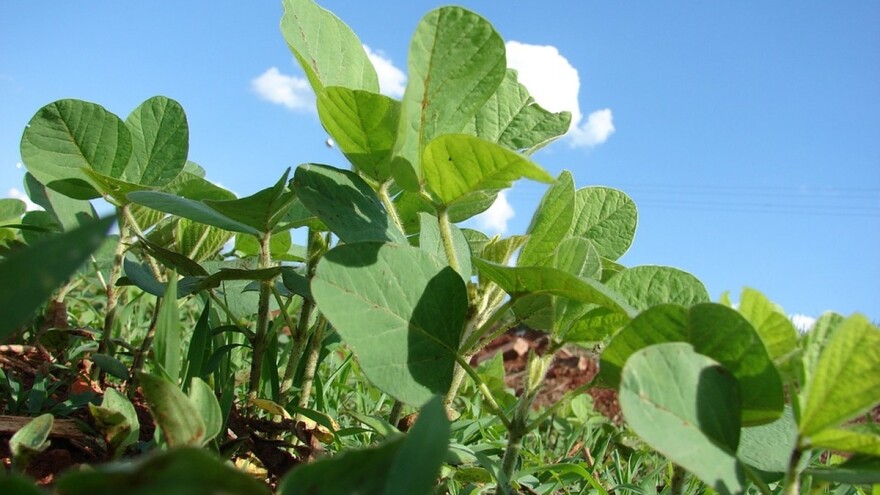 Uspješan razvoj soje zavisi od agroekoloških uslova