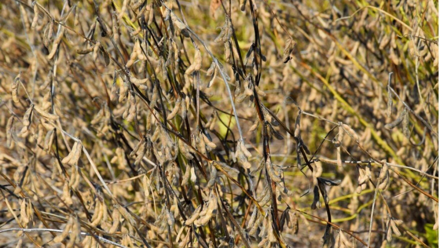 Uzgoj soje: Kako dobiti dobar urod?