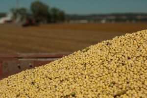 Povlače Nacrt zakona o GMO soji - za sada