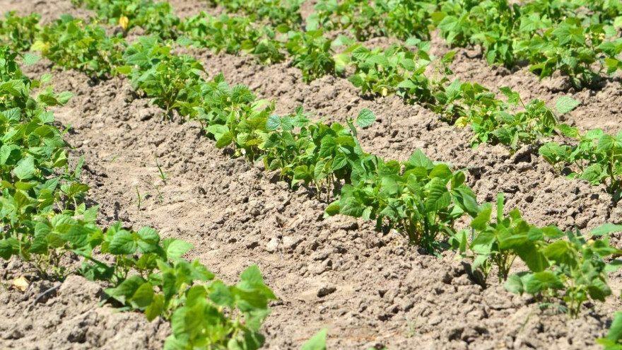 Uzgoj soje u BiH prošle godine bilježio rekord - proizvedeno više od 37 hiljada tona