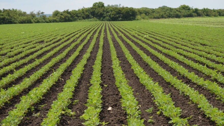 Na plavnim aluvijalnim tlima gajiti soju jer ostavlja dovoljno azota?