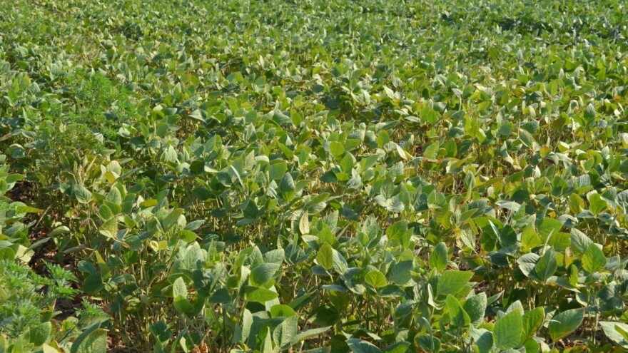 I dok je toplinski val poguban za soju, suncokretu ovakvi uvjeti odgovaraju