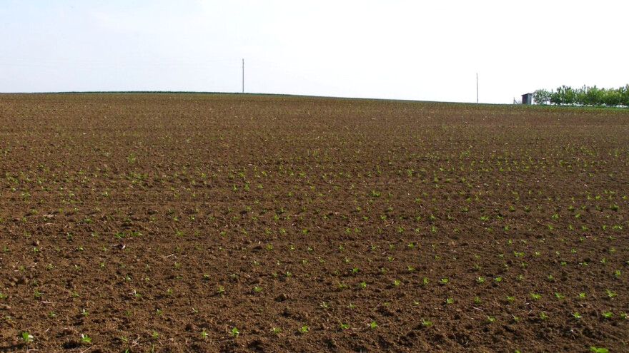 Najveći problem kod uzgoja soje su korovi, a zaštita se obavlja odmah nakon sjetve