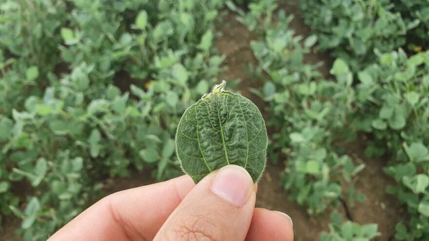 Fitotoksičnost uzrokuje žućenje i oštećenje lista soje - možete samo čekati kišu