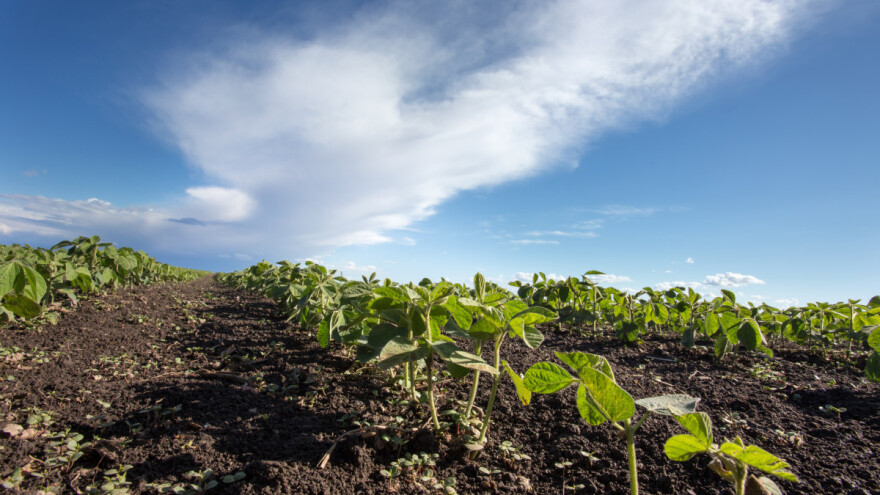 Korovi u soji: Ključno je obaviti tretiranje u pravo vrijeme - koje je to?