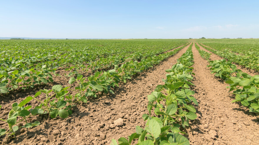 APPRRR: Krenulo je podnošenje zahtjeva za potporu sjetve certificiranog sjemena soje