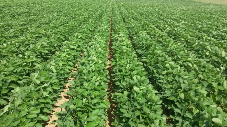 Najavljen snažan rast potražnje za sojom!