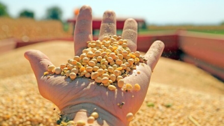 Povećan globalni urod soje, pšenica obećava!