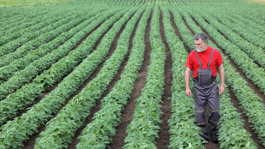 Soja zbog podsticaja izgurala kukuruz?