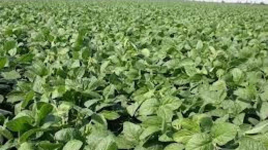 Zaštitite usjeve soje od korova!